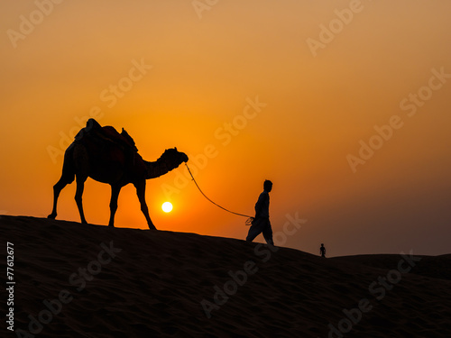 Camel at sunset