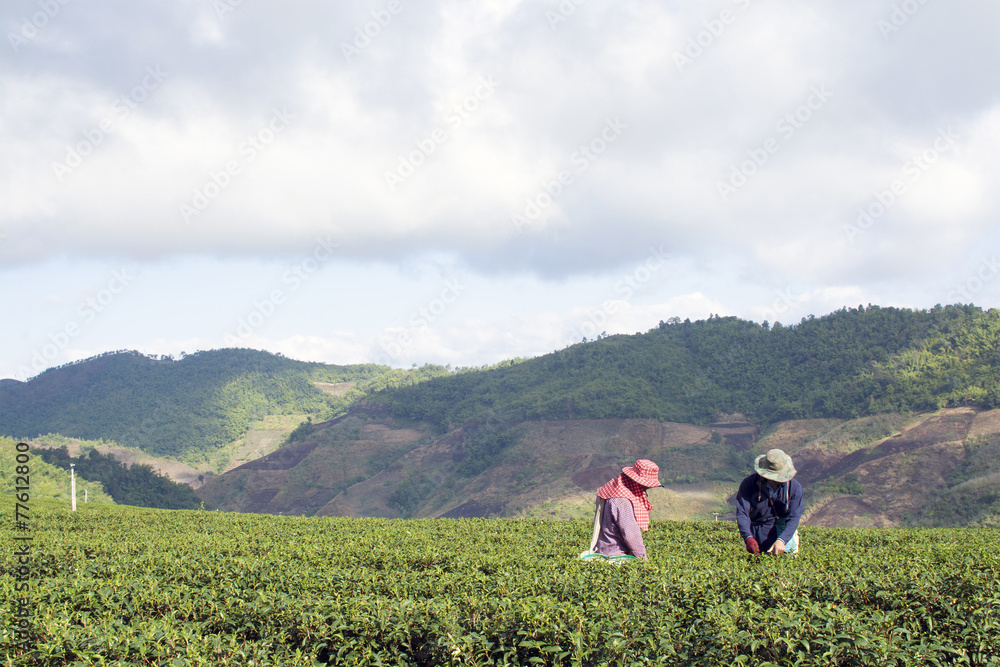 Worker harvesting tea in plantation in Chiang Rai, Thailand