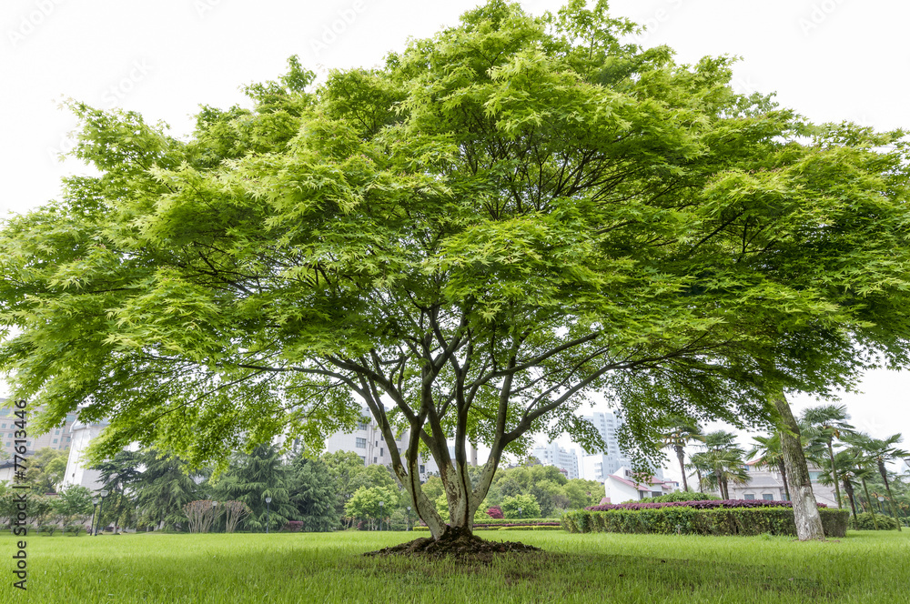 Beautifull green tree Beautifull green tree