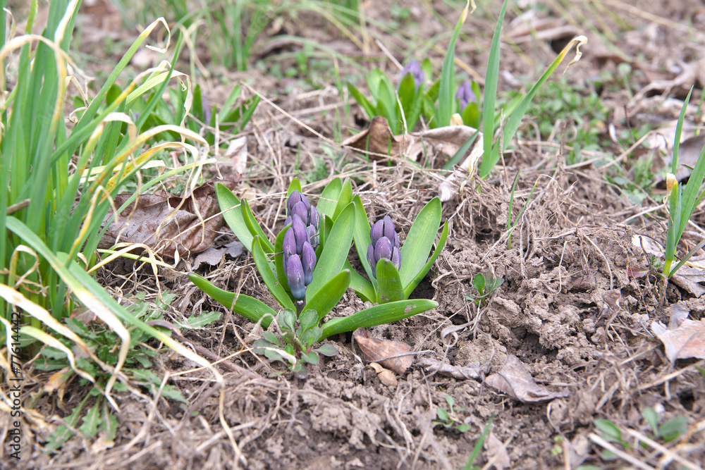 Crocuses Crocuses