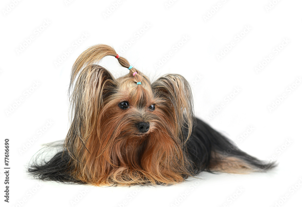 yorkshire terrier isolated on white yorkshire terrier isolated on white