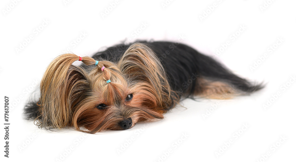 yorkshire terrier isolated on white yorkshire terrier isolated on white