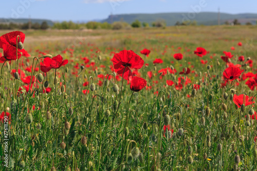 Poppy meadow in Crimea