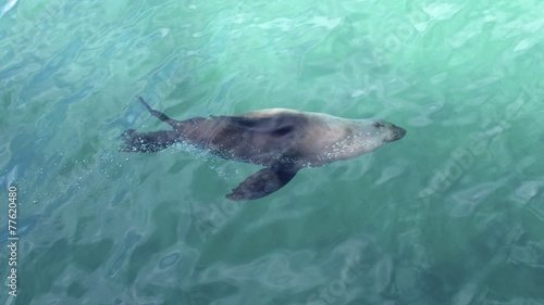 sealion cruising