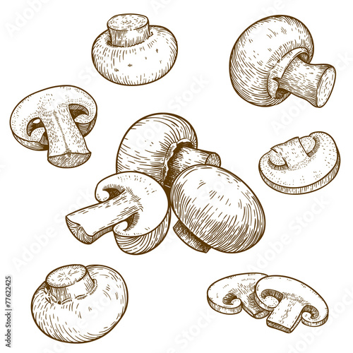 engraving illustration of mushrooms champignons