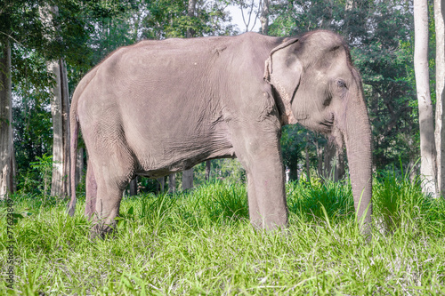 asian elephent in thailand