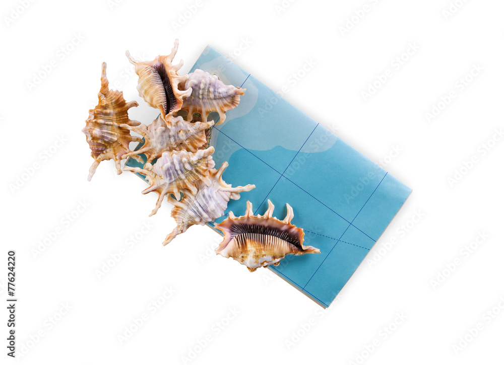 Obraz premium Shells