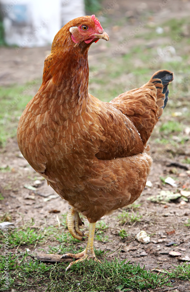 Fototapeta premium Brown hen.