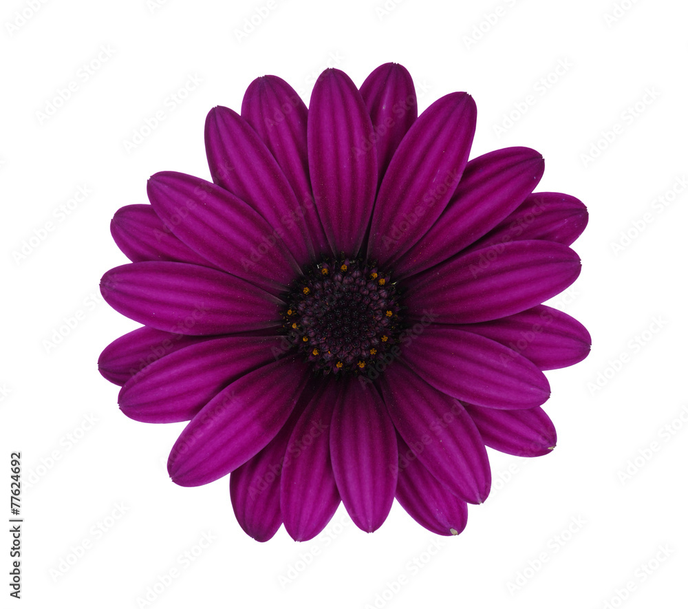 flower flower