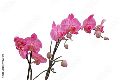 Fototapeta Naklejka Na Ścianę i Meble -  orchid