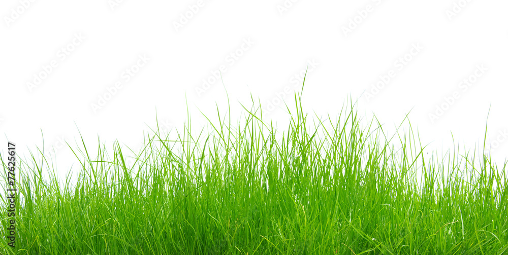 Fototapeta premium Green grass on white background