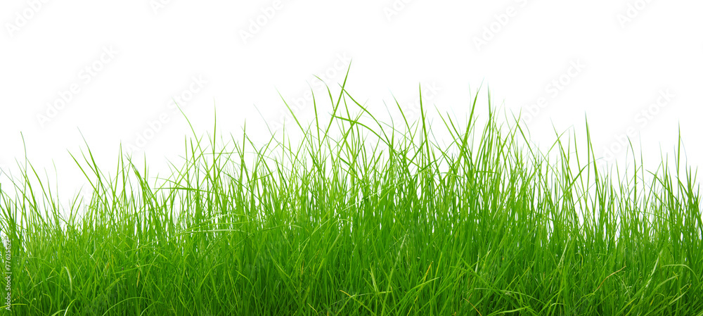 Green grass on white background Green grass on white background