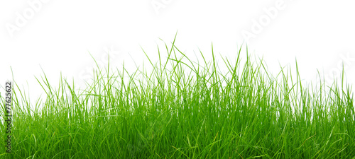 Green grass on white background #77625622