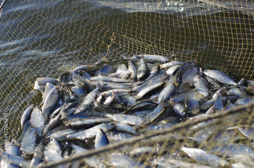 catch of fish in seine