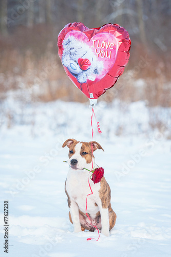 Little puppy holding a red rose and flying balloon
