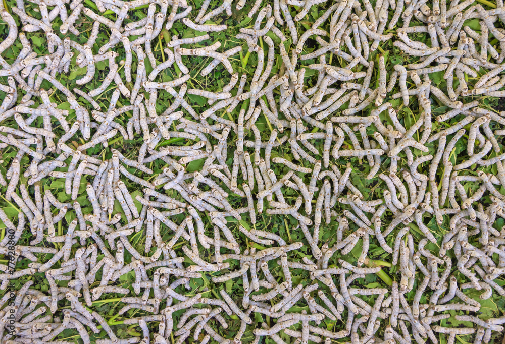 Silk Production Process, Silkworm with mulberry green leaf
