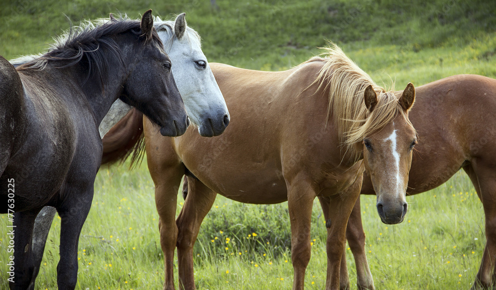 Fototapeta premium Group of horses on pasture