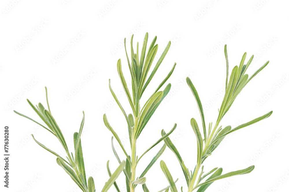 Obraz premium Lavender branches