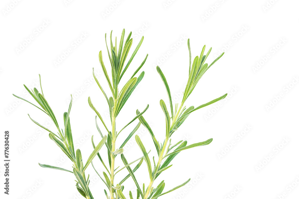 Fototapeta premium Three lavender branches