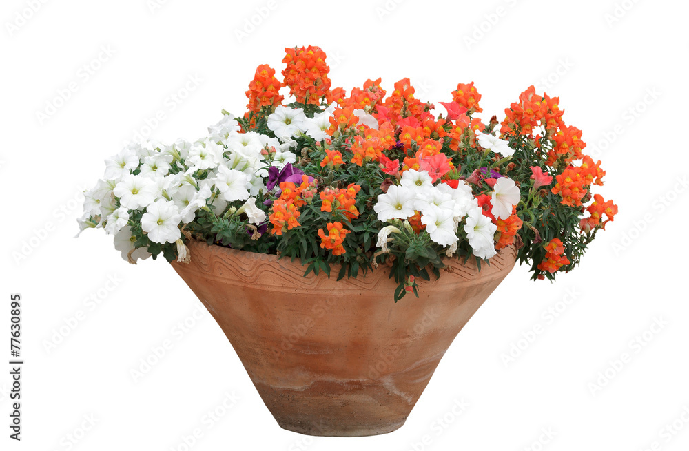 flowers in a pot flowers in a pot