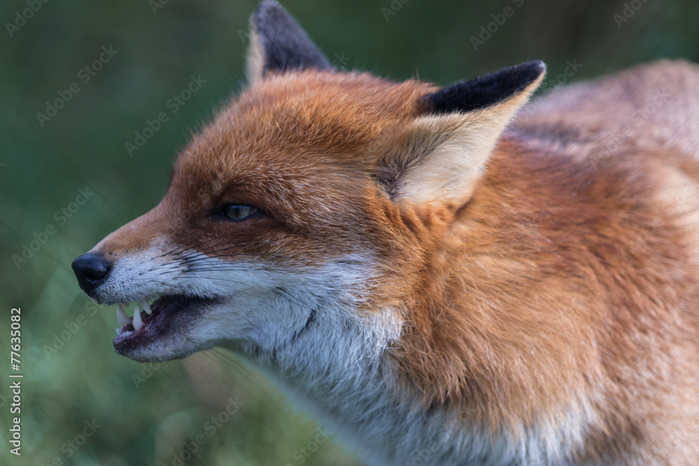 Fototapeta premium Red Fox Growling