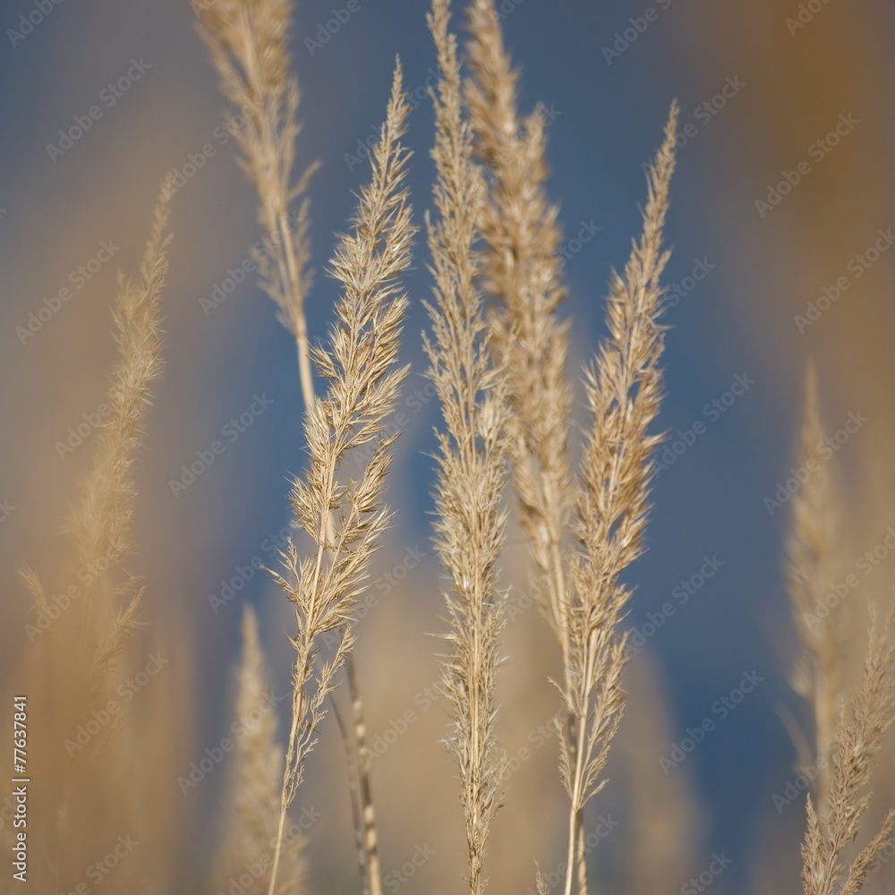 Stalk Grass Stems, Large Detailed Texture Macro Closeup Yellow Stalk Grass Stems, Large Detailed Texture Macro Closeup Yellow