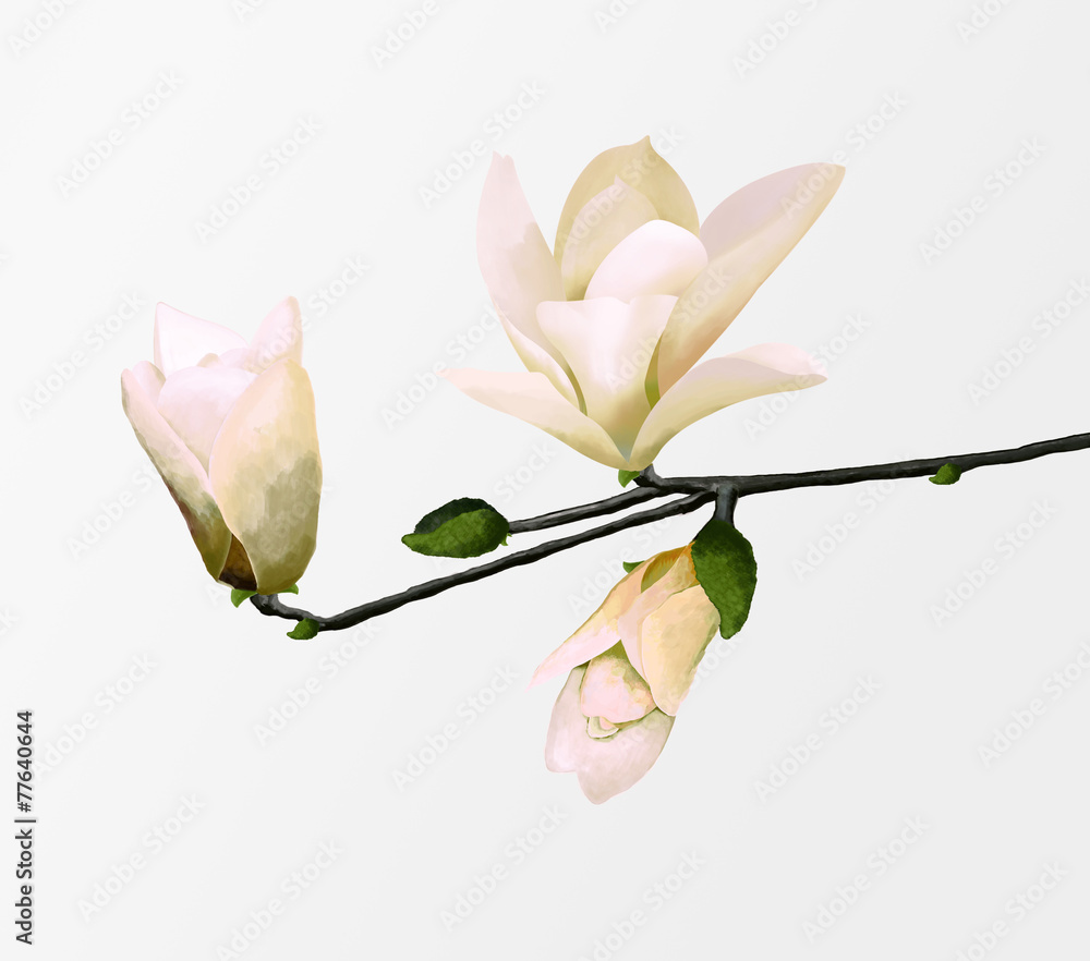 Fototapeta premium magnolia on branch