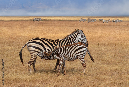 Zebra Nursing