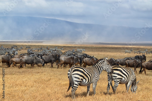 Fototapeta Naklejka Na Ścianę i Meble -  Herd of Zebras and Gnus 3