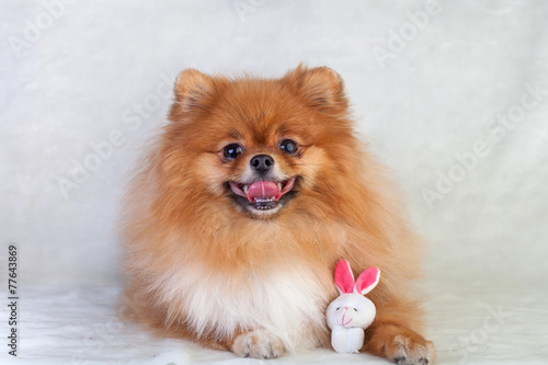 Cute redhead Pomeranian puppy smiling on a white background