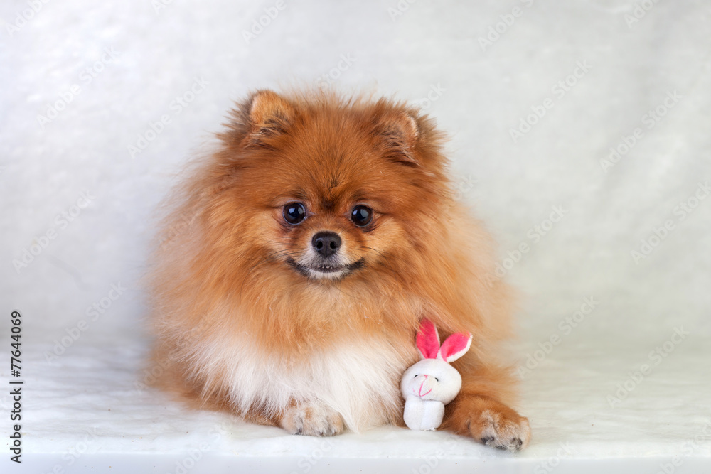 Cute redhead Pomeranian puppy smiling on a white background Cute redhead Pomeranian puppy smiling on a white background