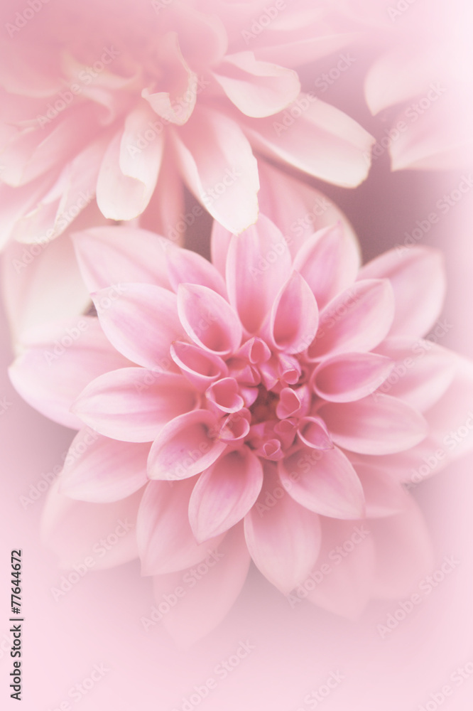Beautiful, artistic, floral background with pink dahlia