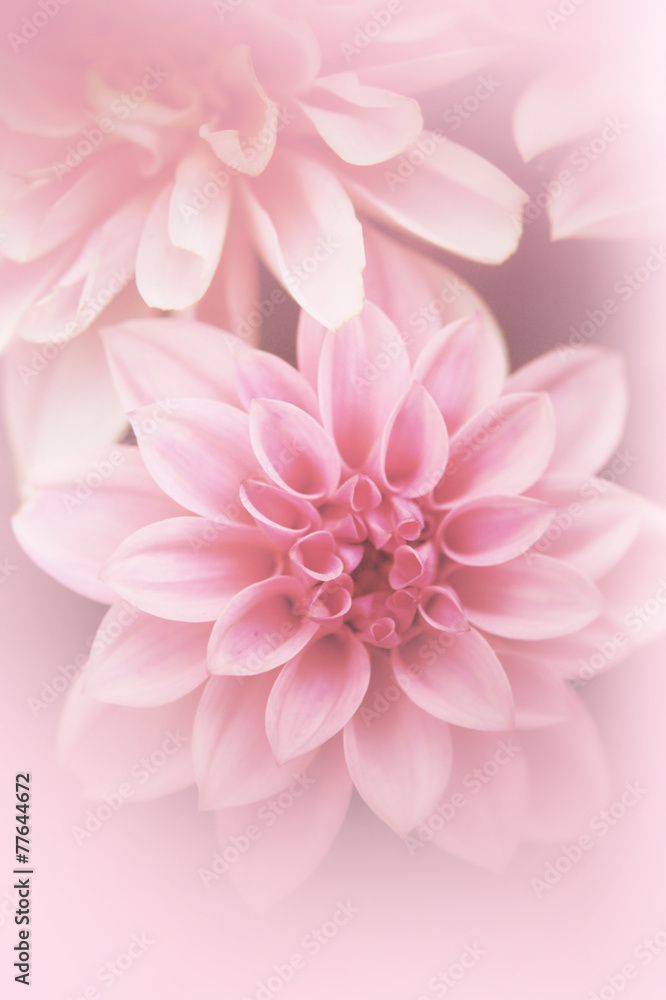 Beautiful, artistic, floral background with pink dahlia Beautiful, artistic, floral background with pink dahlia