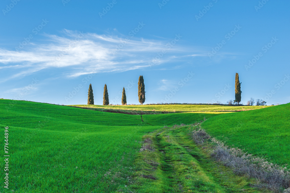 Green spring field with a beautiful structure and blue sky
