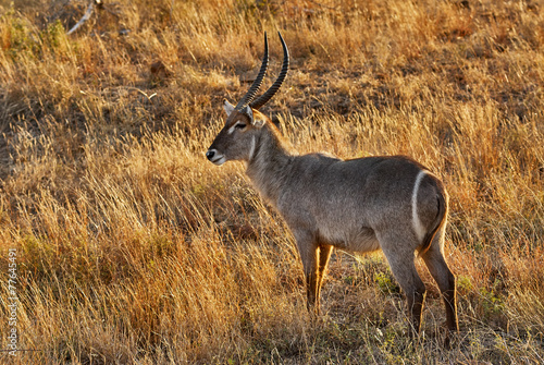 Adult male Waterbuck