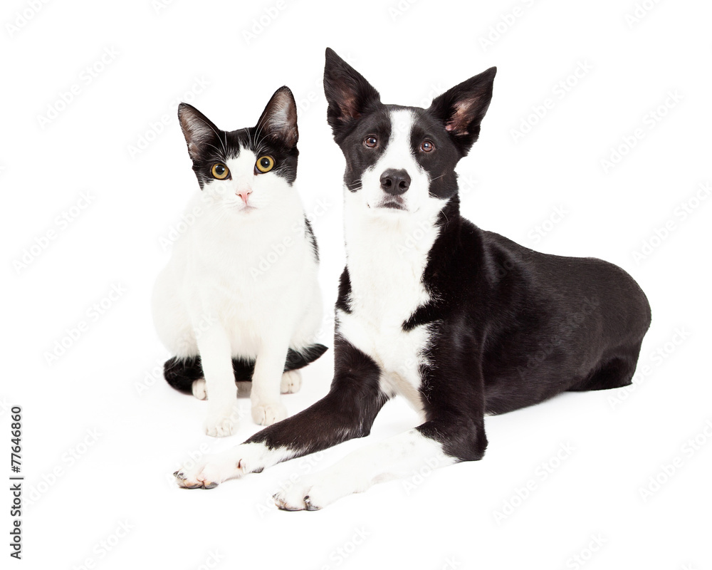 Black and White Cat and Dog