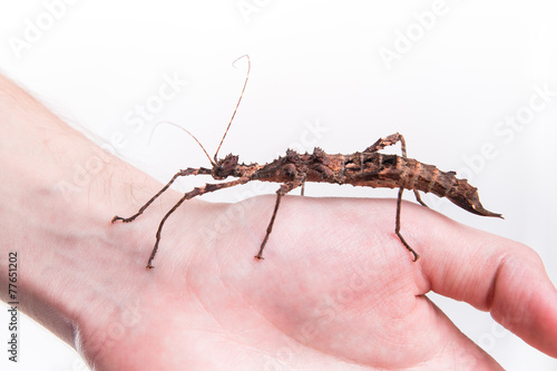 Wallpaper Mural Phasmatodea - stick insect on human hand Torontodigital.ca