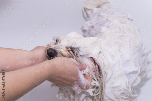 Washing a Maltese Bichon