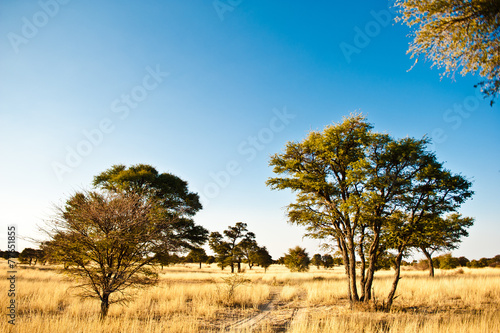 Deserto del Kalahari, Botswana, Africa