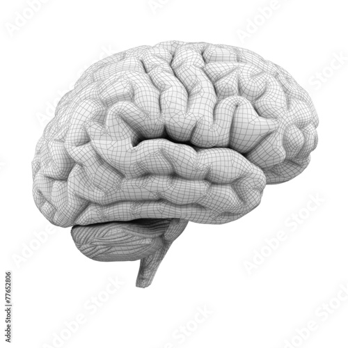 3d brain
