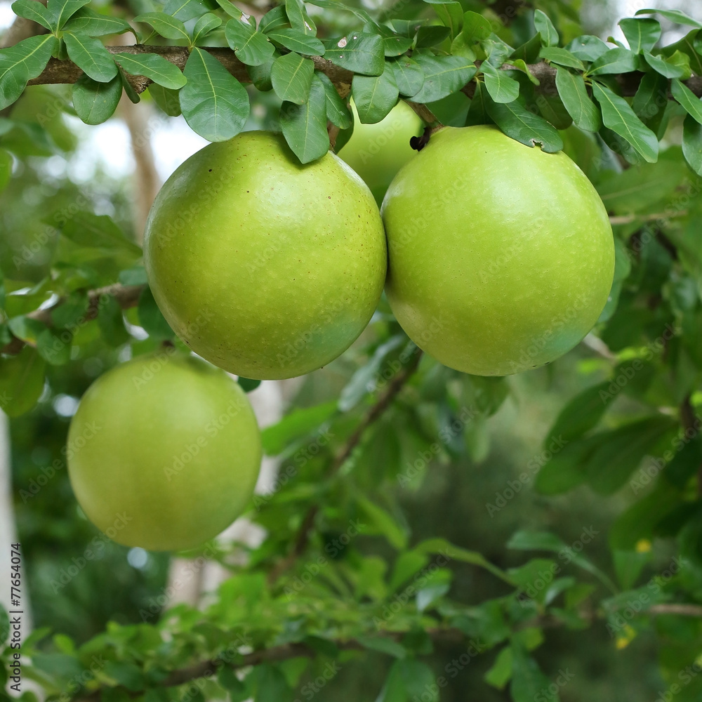 green calabash tree, wild crescentia