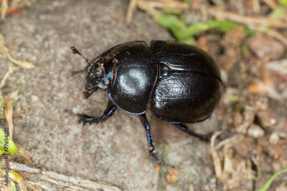 Dor-beetle Dor-beetle
