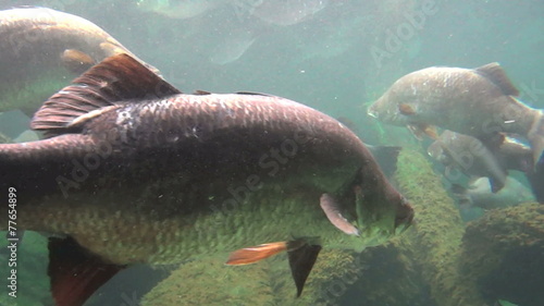 School of barramundi fish swimming underwater.