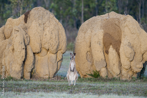 kangaroo and giant termite ant mounds. photo