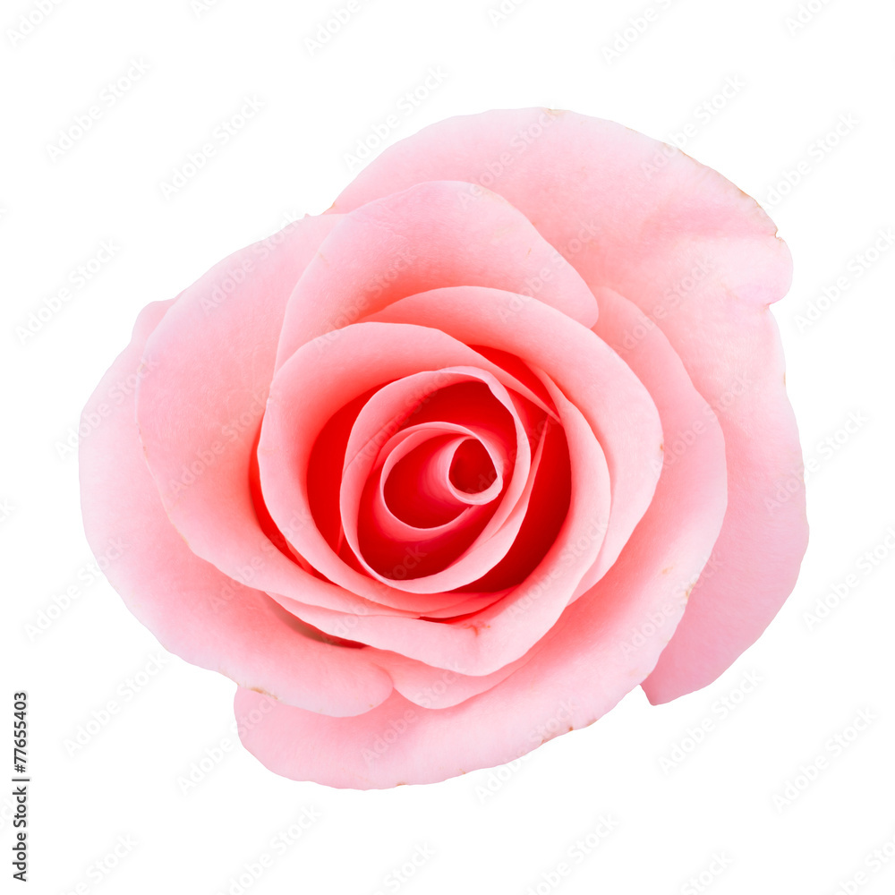 pink rose flower on white background - obrazy, fototapety, plakaty 