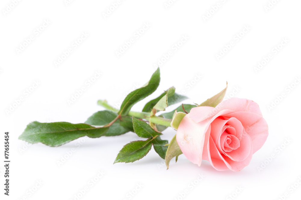 Fototapeta premium pink rose flower on white background