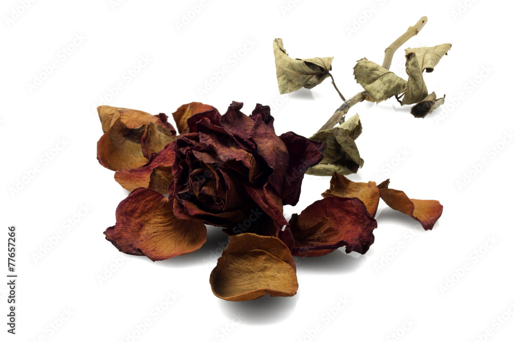 Fototapeta premium Dead Rose