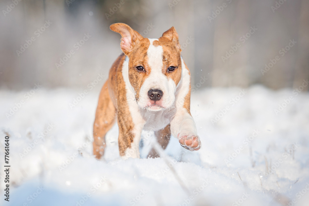 American staffordshire terrier puppy running in winter