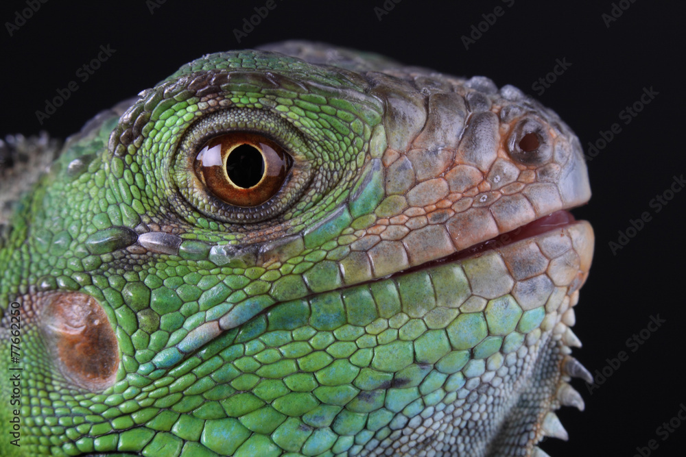 Fototapeta premium Green Iguana