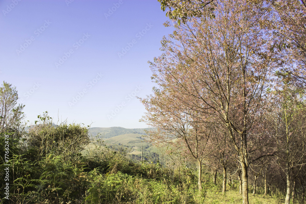 Sakura pink nature views in Phuromro Loei,Thailand